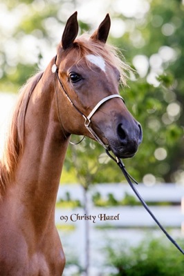 Home of Shear D Lite Arabians